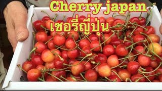 เชอรี่ญี่ปุ่น Cherry japan Ep2 [upl. by Ellahcim]