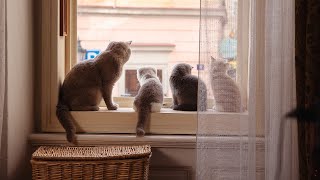 【YKK AP公式】窓と猫の物語 「いつもの場所」篇 メイキング Story of a window and a cat [upl. by Dlanger]