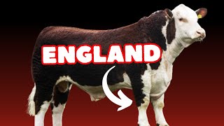 Hereford Cattle Breed From England to the World [upl. by Isadore]