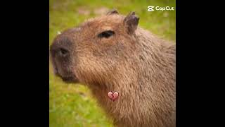 Carpinchocapibara tomando mate bastiangato 🥶🤫🧏 [upl. by Akemal]