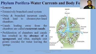 Ascon Sycon amp Leucon Sponges Ascon Sycon Leucon Body forms in sponges Porifera [upl. by Sardse]