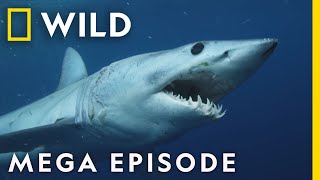 When Sharks Attack  Season 8 Mega Episodes Compilation  Nat Geo Wild [upl. by Akinaj25]