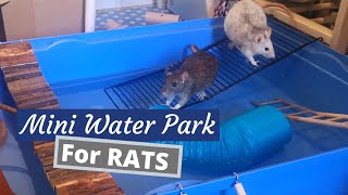 Pet Rats Playing in Water [upl. by Els]