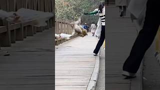 ❤️🙈🙉🐵These monkeys are out of control Episode 1 funny best pet compilation monkey pet [upl. by Ahsercal]