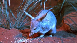 Scientific breakthrough helps protect bilby population [upl. by Llerrot]