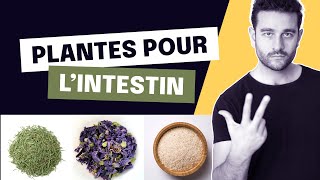 Intestins  3 plantes pour en prendre soin [upl. by Firman]