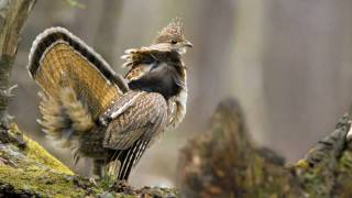 Voices Ruffed Grouse [upl. by Key]