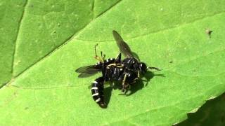 Squareheaded Wasps Crabronidae Ectemnius or Crabro Mating Behavior Part 1 of 2 [upl. by Ain684]