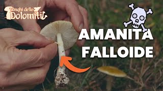 Funghi delle Dolomiti 🍄  E9 Tignosa verdognola VELENOSO MORTALE [upl. by Graeme]