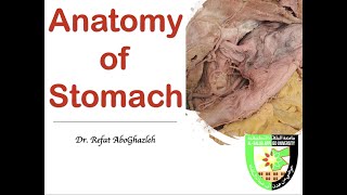 Anatomy of Stomach [upl. by Nylsirhc]