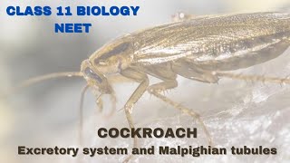 Excretory System of cockroach  Class 11 BiologyNEET [upl. by Erdei452]