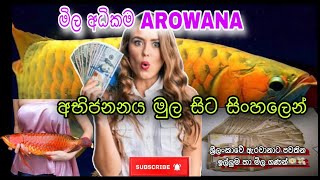 ඇරවානා අභිජනනය කරලා සල්ලි හොයමුද😱💵😱 Lets earn money by breeding Aravanas…fish viral [upl. by Uhej]