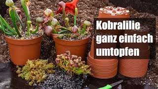 75 Darlingtonia californica umtopfen und vermehren so einfach wird´s gemacht [upl. by Otinauj]