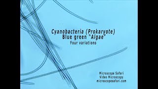 Cyanobacteria Morphology and Cell Structure [upl. by Farmer974]