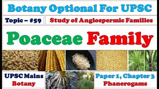 Poaceae Family Vegetative amp Reproductive Characters Floral Formula amp Diagram angiosperms [upl. by Bremble252]