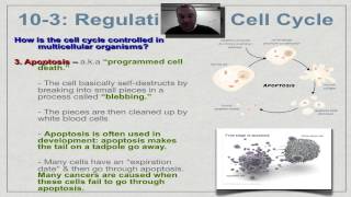 Chapter 10 Part 9  Cell Cycle Regulation [upl. by Lananna]