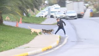 Bağcılarda başıboş köpekler yoldan geçenlere saldırdı [upl. by Gilburt702]