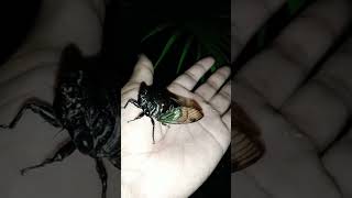 Tonggeret pada malam hari  cicadas [upl. by Jillie]