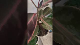 Rubber plant best indoor plant for living roomrubberplant ficuselastica bonsai viralvideo yt [upl. by Joacima]