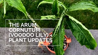 The Arum Cornutum Voodoo Lily  Plant Updates [upl. by Dang351]