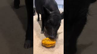 A very playful pig minipig piggy pigs pets animals petpig play toys friendsnotfood cute [upl. by Atsyrc]