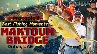 BEST FISHING MOMENTS IN AL MAKTOUM BRIDGE  fishingindubai [upl. by Nauqyt]