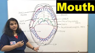 Mouth  Oral Cavity  Buccal Cavity  Digestive System  GI tract  Nursing Lecture [upl. by Haldes]