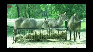 Safaripark Beekse Bergen 1 [upl. by Dugaid]