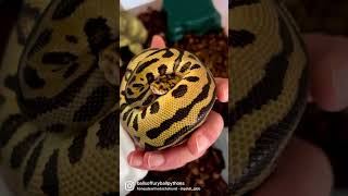 THIS GIRL IS SO CUTE😍 BATMAN BALL PYTHON [upl. by Micheil]