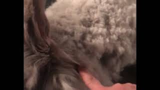 How to groom and shear a English angora rabbit [upl. by Meg]