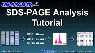 SDS PAGE Analysis Tutorial [upl. by Conrade245]