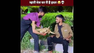 मेरी भेस चर रही है इधर 🐃  Lavesh Hadoti  Rajasthan Deepak [upl. by Marnie]