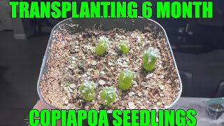 TRANSPLANTING 6 MONTH OLD COPIAPOA CACTUS SEEDLINGS INTO NEW SOIL plants cactus seedling [upl. by Akiehsat]