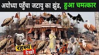 अयोध्या पहुँचा जटायु का झुंड लोगो को याद आया रामायण  Jatayu In Ayodhya 2024  Vulture In Ayodhya [upl. by Ecertak]