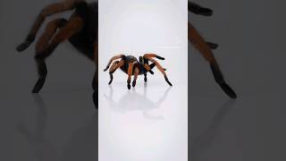 Mexican Blood Leg Tarantula  Aphonopelma bicoloratum tarantula spider slayer [upl. by Nogem427]