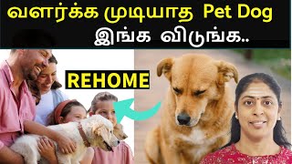 இந்த 5 ways ல pet Dog கு புது வீடு கிடைச்சிடும்  Street Dogs in Tamil [upl. by Aneeb]