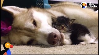 Husky Dog Adopts Stray Cat Saving Her Life  The Dodo Comeback Kids S01E02 [upl. by Atikihc509]