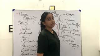 Respiratory Pathway in humans  Full Explanation lifeprocesses class10 ncertbiology aiims neet [upl. by Atiuqehs458]