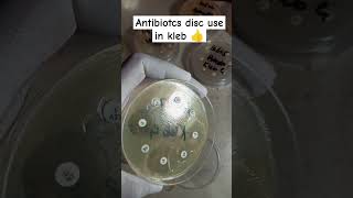 Klebsiella pneumoniae antibiotics sensitivity Disc  Kleb antibiotics disc  culture sensitivity [upl. by Annorah]