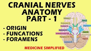 Cranial Nerves Anatomy  Cranial Nerves and their Functions  Part 1 anatomy medicine [upl. by Monreal]