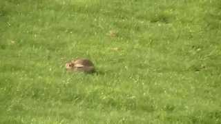 Lurcher pup running rabbit [upl. by Devinna969]