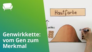 Genwirkkette vom Gen zum Merkmal  Biologie  Genetik [upl. by Asha150]