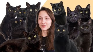 8 Facts You Didnt Know About Black Cats [upl. by Uhn]