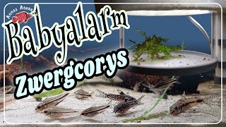 Nachzucht bei den Zwergpanzerwelsen  welche Corydoras vermehren sich denn da [upl. by Llevram]