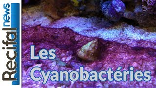 TUTO  Les cyanobactéries  cyano dans laquarium [upl. by Sidalg]