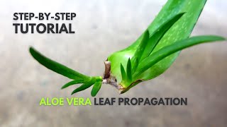 Aloe vera Leaf Propagation A StepByStep Guide [upl. by Eads]