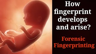 How fingerprint arise Development of fingerprint inside the womb forensic science [upl. by Bourke]