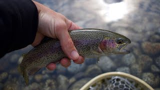 Fishing with my family for the most beautiful fish Fly Fishing for Trout [upl. by Stella]