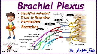 Brachial plexus  Anatomy  Simplified  Roots Trunks Divisions Cords and Branches in hindi [upl. by Hollington]