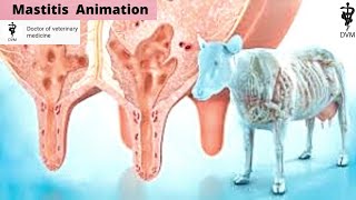 Mastitis in cows animation  What is mastitis in cows  Doctor of veterinary medicine [upl. by Adnirak]